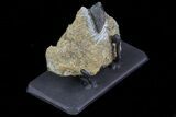 Tyrannosaur Tooth In Rock With Metal Stand - Montana #73392-1